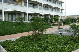 landscaping indigenous trees and groundcovers cdc office complex